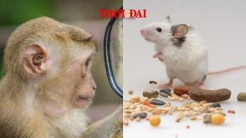 top con giap may man hom nay 14122024 than nhan tin vui tai loc ty co mot ngay ruc ro