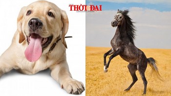 top con giap xui xeo tuan moi 1612 22122024 tuat dung hung tinh ngo cham mat tieu nhan