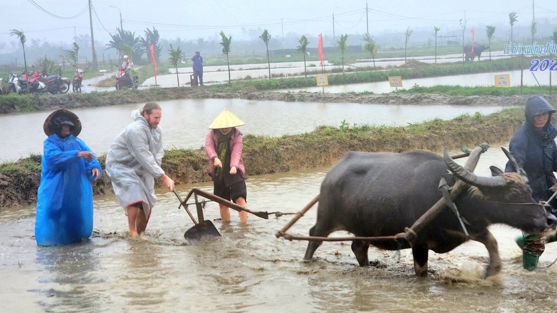 Khách Tây đội mưa, kéo trâu đi cày cùng nông dân Hội An