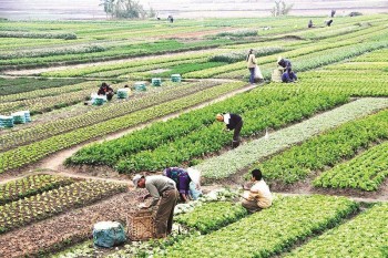 bo tai chinh de xuat mien giam tien thue dat cho du an nong nghiep