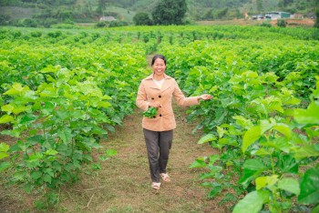 CARE hỗ trợ người dân canh tác bền vững, tăng thu nhập