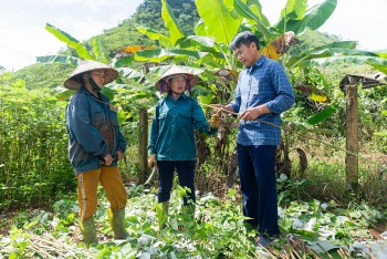CARE hỗ trợ người dân Hòa Bình phát triển cây gai xanh bền vững