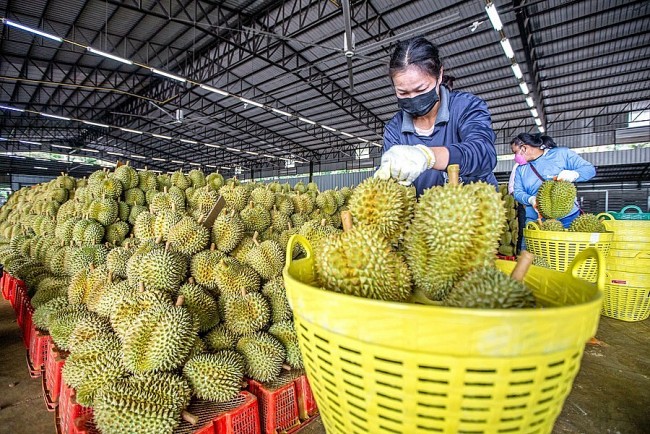 Trung Quốc phê duyệt thêm gần 1.000 mã số vùng trồng và cơ sở đóng gói sầu riêng Việt Nam