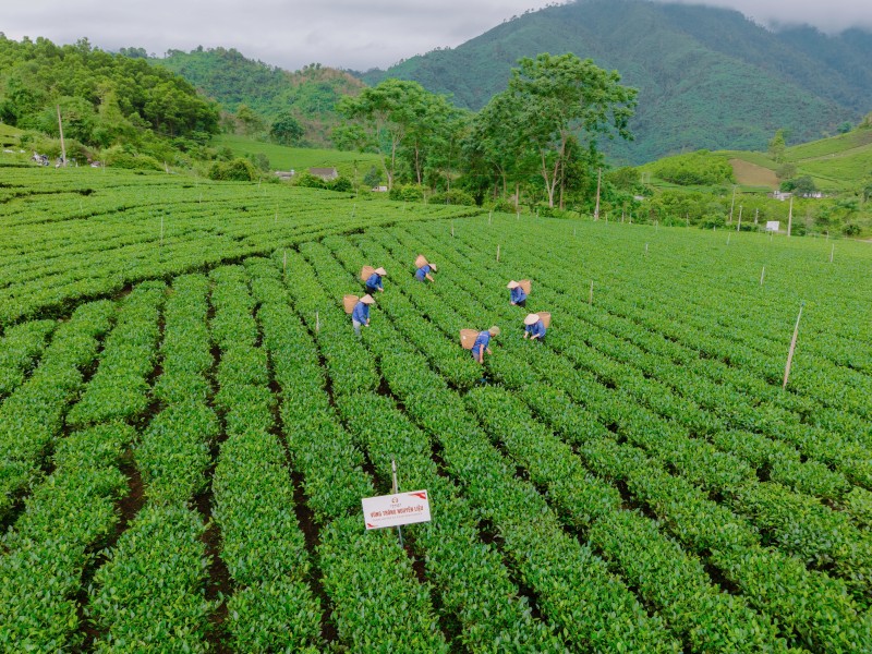 Vùng chè Thái Nguyên nâng cao chất lượng, xây dựng thương hiệu riêng