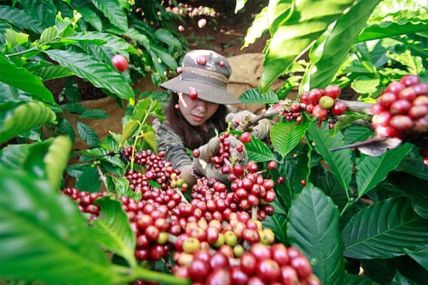 Phát động cuộc thi “Giải pháp đổi mới sáng tạo thích ứng với biến đổi khí hậu cho ngành cà phê”