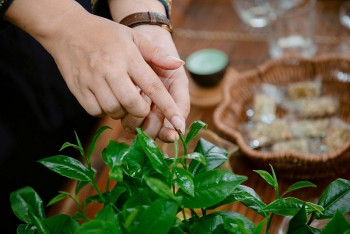 Trăm năm trà Việt - khát vọng vươn tầm