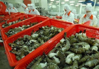 Trung Quốc trở thành thị trường tiêu thụ tôm lớn nhất của Việt Nam