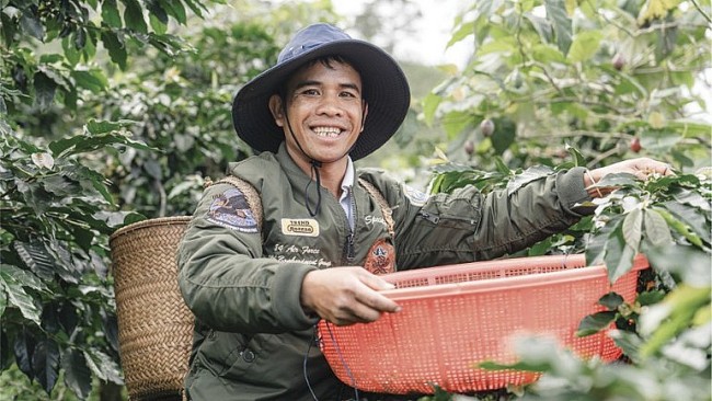Nông hộ cần chuyển đổi để duy trì vị thế cà phê Việt tại thị trường châu Âu