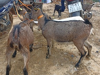 ho tro de giong xay dung sinh ke ben vung cho nguoi dan tuyen quang