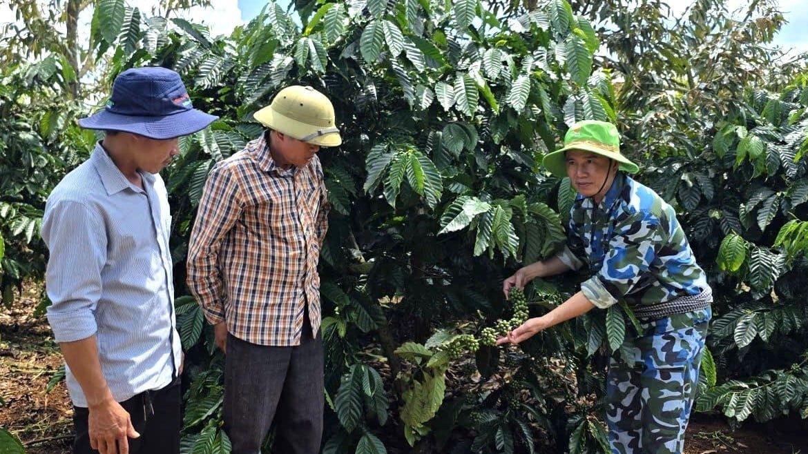 Sinh kế xanh trên vùng đất Gia Lai