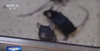 tiet lo ty le tuyen chon phi hanh gia chuot tren tau vu tru cho nguoi than chau 21