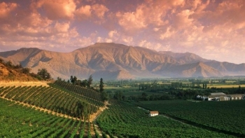 Vang Chile: Hương vị từ dãy Andes đến bàn tiệc Việt