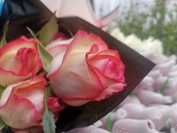 lieu trung bien hoa hong thanh mo vang tram trieu ndt