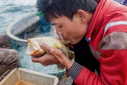 Hành trình 10 ngày câu cá mú ngoài khơi vịnh Bắc Bộ