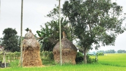 giua thi thanh nho lam ngo que