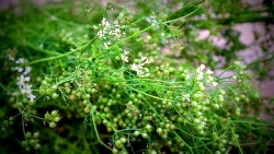 vi sao co tuc tam la mui gia chieu 30 tet