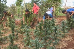 tin phap luat 24h nong nhat hom nay 175 2 chi em o dak lak trong can sa cho ga an