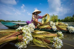 Tháng 10 nên du lịch ở đâu? Đến xứ này để ngắm dã quỳ, tam giác mạch, bông súng nở rộ