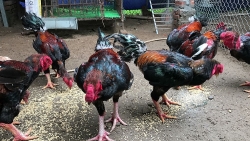 3 giong ga doc la sieu ngon duoc gioi nha giau san lung an tet