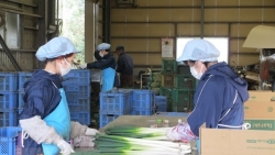 tang co hoi lam viec cho thuc tap sinh viet nam tai tinh ibaraki nhat ban