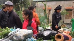 adra ho tro nong dan cao bang phat trien vung trong que len 63 ha