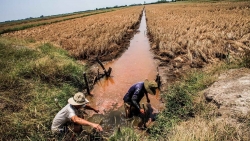 Sẽ trích ngân sách xử lý hạn hán, xâm nhập mặn tại 5 tỉnh Đồng bằng sông Cửu Long