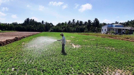 Chuyển đổi 50.000ha đất canh tác lúa bị hạn mặn sang loại cây trồng phù hợp