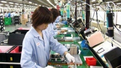 gan 600000 lao dong viet nam dang lam viec o nuoc ngoai van on dinh truoc covid 19