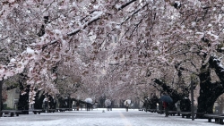 Người Việt đón tuyết rơi hiếm gặp trong mùa xuân Nhật Bản