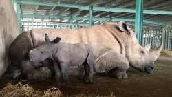 Rộn rã niềm vui ngày chào đón “cô bé” tê giác thứ 3 chào đời tại Vinpearl Safari Phú Quốc
