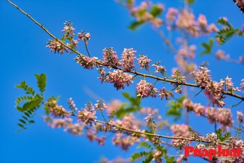 diep anh dao lan dau diem sac giua long ha noi