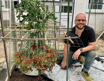 cay ca chua lap ky luc guinness nhieu qua nhat the gioi