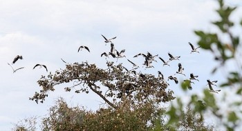 ngam dan co nhan quy hiem di cu ve vuon quoc gia lo go xa mat tay ninh