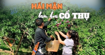 hai man tam hoa co thu