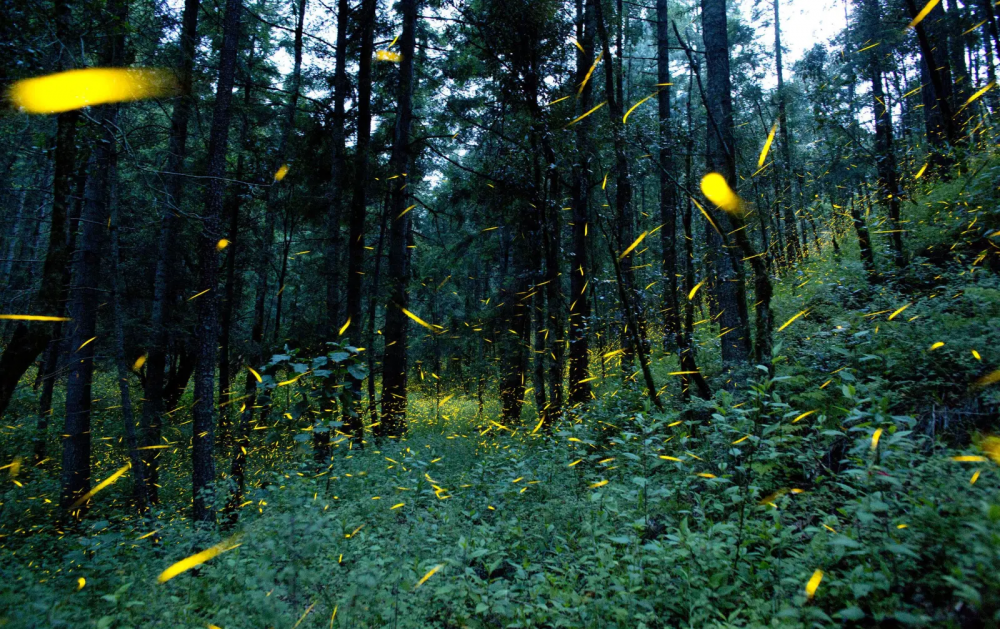 Khu rừng đom đóm huyền ảo đẹp hút hồn tại Mexico