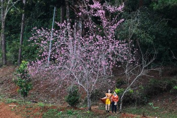 mau dao phai trong mua gio dak ke