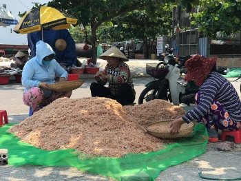 Cận cảnh quá trình phơi khô ruốc biển của ngư dân Đà Nẵng