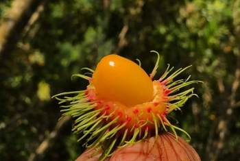la lam chom chom rung o mien cao xu quang