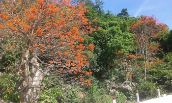 ngo dong do o xu cu lao