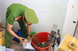 Đình chỉ, xử phạt cơ sở kinh doanh hải sản bơm tạp chất vào tôm hùm tại Đà Nẵng