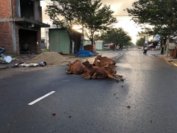 Đà Nẵng: Bò thả rông gây mất mỹ quan, tiềm ẩn nguy cơ tai nạn