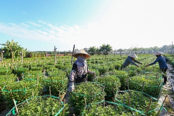 nhieu vung hoa o mien trung cap tap cho vu hoa tet