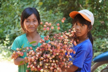 Vải rừng: "Lộc trời" của lũ trẻ vùng cao Đông Giang, Bình Thuận