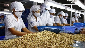 Năm 2021, xuất khẩu hạt điều của Việt Nam sang EU tăng mạnh