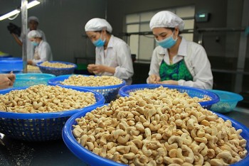 xuat khau hat dieu sang eu uoc tang 15 ve luong nam 2022