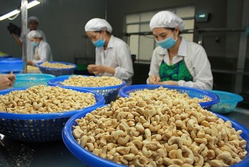 Xuất khẩu hạt điều sang EU ước tăng 15% về lượng năm 2022