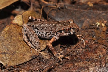 91 loai moi duoc phat hien tai viet nam trong do co 85 loai dac huu