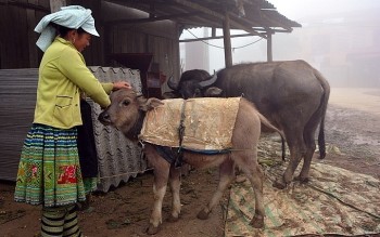 Bắc Bộ chủ động ứng phó thời tiết nguy hiểm