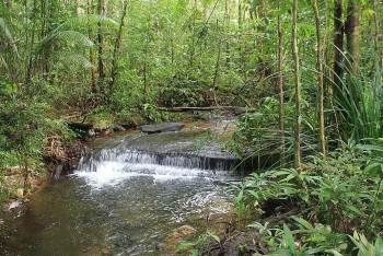 Campuchia: bán tín chỉ các bon rừng nhằm gây quỹ bảo vệ các nguồn tài nguyên thiên nhiên