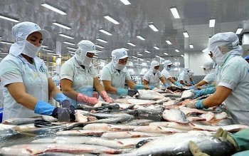 Kim ngạch xuất khẩu cá tra sang EU đã tăng trưởng lạc quan trở lại